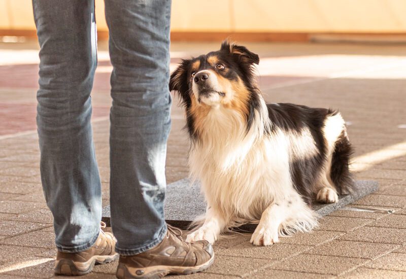 dog lying down at someone's feet